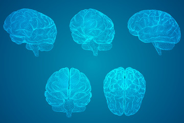 我喜欢的植物及特点