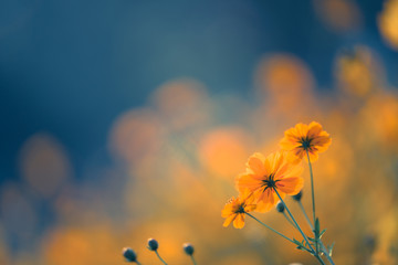 各种古怪又美丽的奇特植物