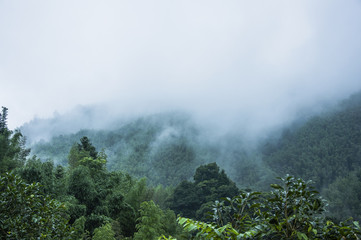 各种古怪又美丽的奇特植物